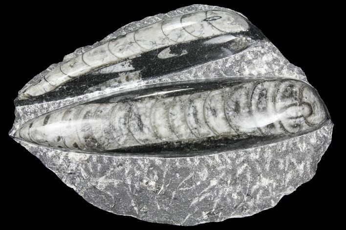 Polished Orthoceras (Cephalopod) Fossils - Morocco #96637